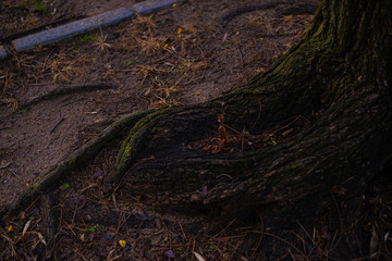 Moss on tree roots over a wet ground