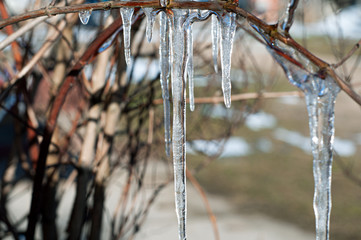 Frozen tree with icicles close up. Winter landscape