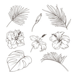 Hand drawn set with tropics leaves and hibiscus flowers. Vector botanical illustration.
