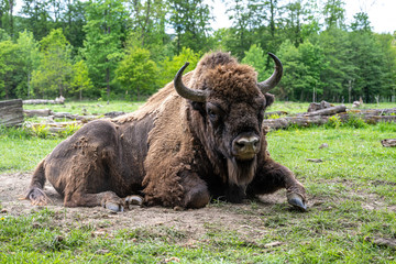 Wisent in Saupark Springe bei Hannover