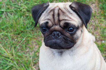 portrait of a young wrinkled thoroughbred pug on the street. pet head