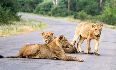 Naklejka na ściany i meble Lions block road in Kruger Park