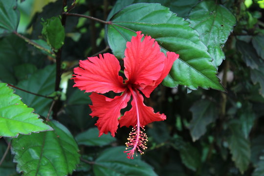 cayena
