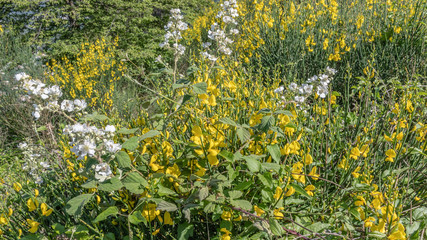 Obraz premium Fleurs en macrophotographie Flower in macrophotography