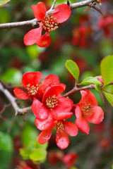 Japanese Flowering Quince, morning light, just after rainfall