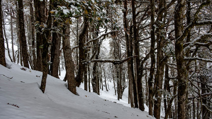 Auli, Uttarakhand, India
