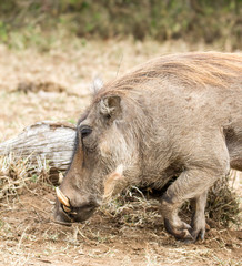 Warthog foraging Kruger Park