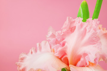 Pink flower on pink botanical background. Magenta iris. Sophisticated feminine flower banner. Background for beauty, medicine, make up, cosmetics, spa, or perfume. Elegant natural girly design. 