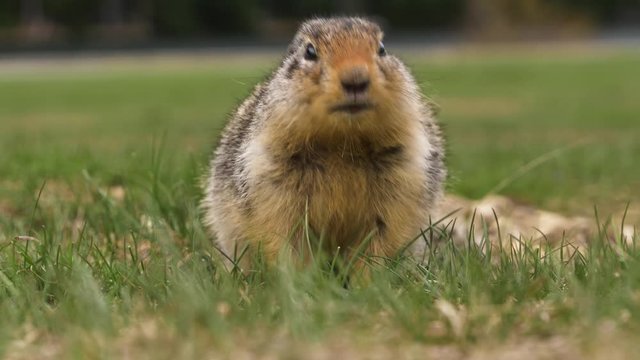 A Columbian ground squirrel (Urocitellus columbianus) in E. C. Manning park, British Columbia, Canada looking out of the entrance of its burrow after a long winter hibernation