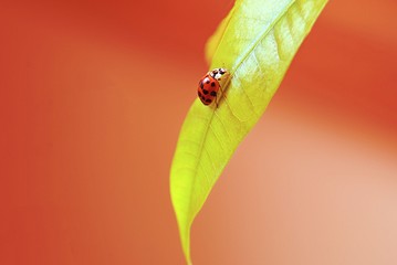 ladybug on a green leaf