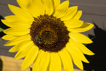 Sunflower in the country