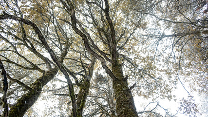 Auli, Uttarakhand, India