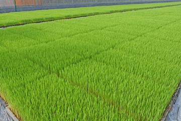 稲の苗床　鹿児島県　出水市