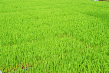 稲の苗床　鹿児島県　出水市