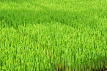 稲の苗床　鹿児島県　出水市