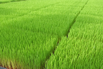 稲の苗床　鹿児島県　出水市