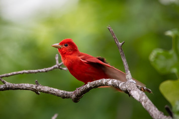 Summer Tanager