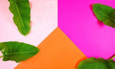 Colorful color blocking summer flat lay with tropical leaves on orange, pale and bright pink...