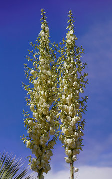 The towering flower stalks of the Thompson's Yucca reach toward the blue sky.