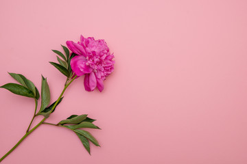 Layout of a minimalist postcard with a flower of pink peonies, an envelope for needlework, flowering, flat lay, top view. Pink background. Congratulations on mother's day. Happy Birthday. Delicate bac