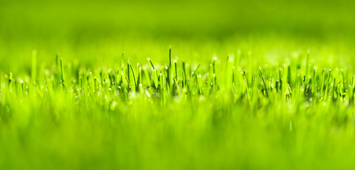 Fototapeta na wymiar Green grass background in sunny day