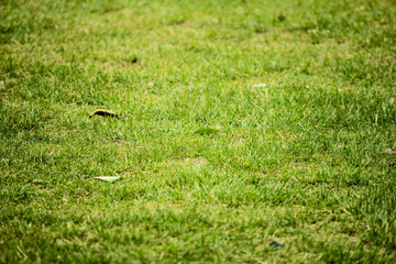 Green grass picture used as texture or background for any design