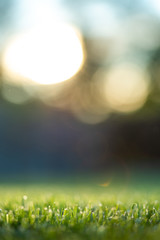 Obraz premium Green grass background in sunny day