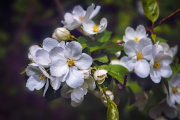 A branch with pink flowers of wild apple tree. Leaves, freshness.