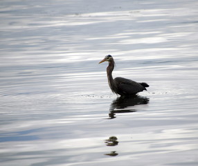 Great blue heron hunting in quiet waters