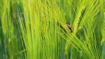 Ripening green cereal field with pest.