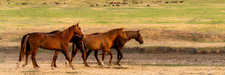 Three wild horses free in the wild