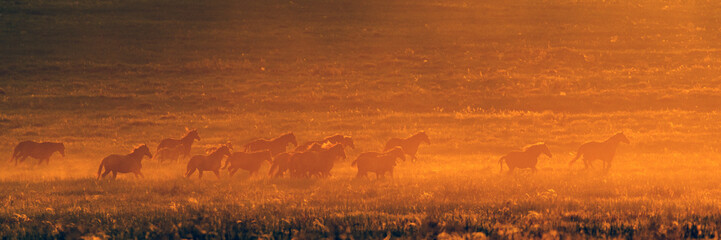 Fototapeta na wymiar Golden warm sunset and the horses in a valley