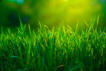 soft focus. green grass close-up. summer garden
