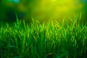 Vlies Fototapete Bereich soft focus. green grass close-up. summer garden