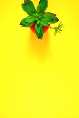 Colorful summer flat lay with stylish potted succulent plant on bright yellow background with negative copy space. Modern stylish top view minimalism creative layout. Vertical orientation.