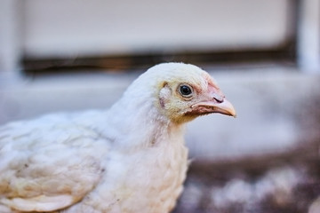 close up photo of baby chicken