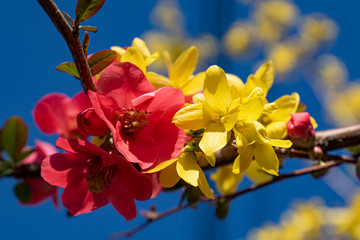 Fleur de forsythia et de cognassier