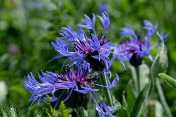 Centaur&eacute;e des montagnes
