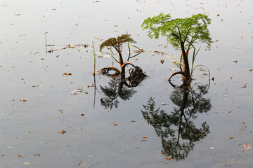 Fine-leaved water dropwort (Oenanthe aquatica), a young poisonous aquatic plant, with reflection in water