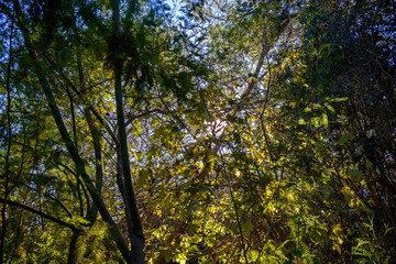 Fototapeta premium Bosque Nativo