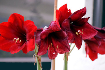Red Poinsettia Bunch