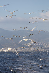 Group of seagulls flying on blue sky