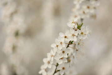 Closeup view of blossoming tree outdoors on spring day