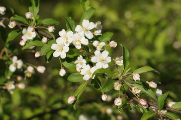 白く可憐な小花たち