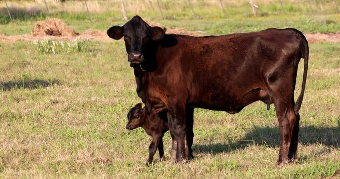 Cow and cute calf Stare at a Ranch