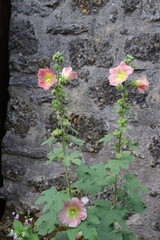 Roses trémières