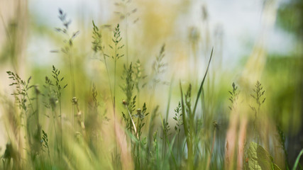 Soft focus nature abstract background of green grass at sunny meadow, blurred, selective focus.