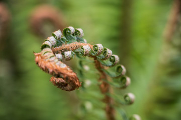 Closeup of a fern fiddlehead opening its frond