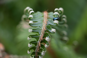 Closeup of a shiny black beetle among unfurling coils of a fern frond