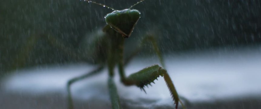 Macro shot of the wet praying mantis moving and jumping on the camera. Slow motion, shallow depth of field. BMPCC 4K